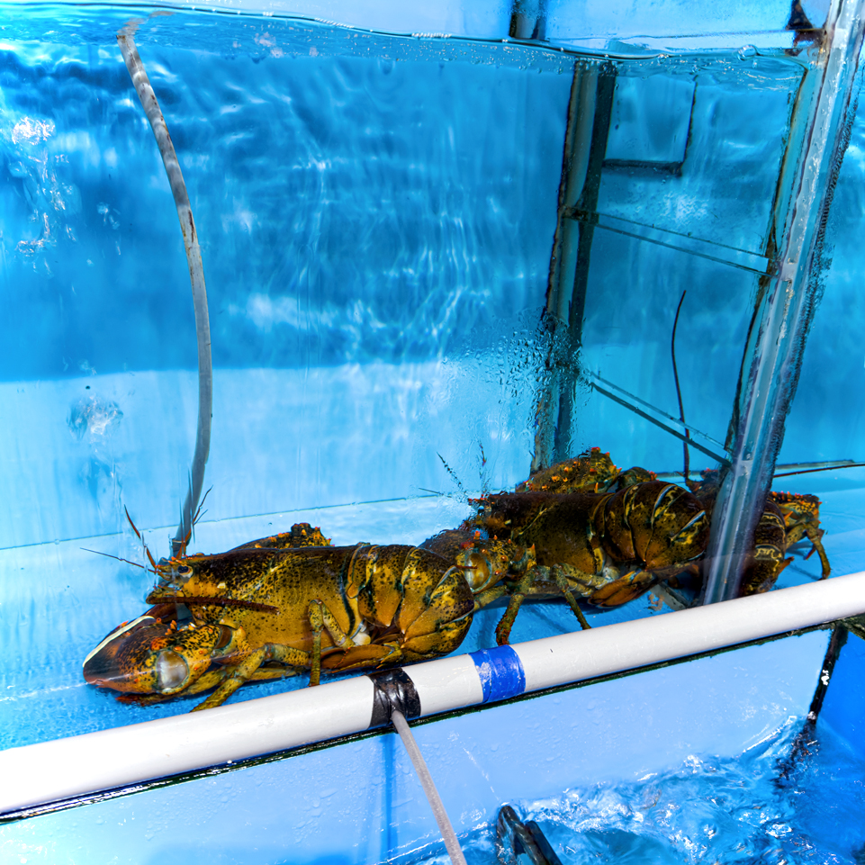 lobsters pantai seafood petaling jaya