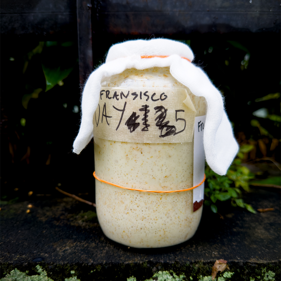 Sourdough Starter Day 5 Sourdough Starter Rise